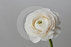 White ranunculus flower on a gray background