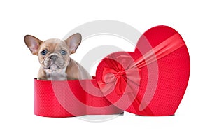 Valentine`s day puppy. Lilac red fawn French Bulldog dog peeking out of red heart shaped gift box