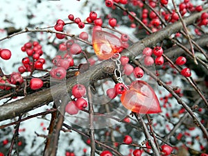 Branch with red berries andred hearts, Valentine`s Day