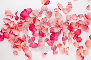 Valentine`s Day. Rose flowers petals on white background. Valentines day background. Flat lay, top view, copy space