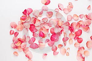 Valentine`s Day. Rose flowers petals on white background. Valentines day background. Flat lay, top view, copy space