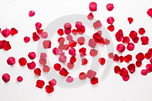 Valentine`s Day. Rose flowers petals on white background. Valentines day background. Flat lay, top view, copy space