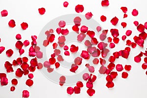 Valentine`s Day. Rose flowers petals on white background. Valentines day background. Flat lay, top view, copy space