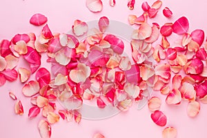 Valentine`s Day. Rose flowers petals on white background. Valentines day background. Flat lay, top view, copy space