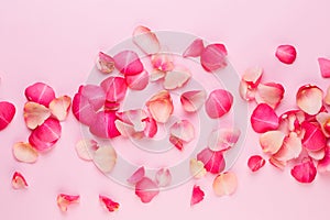 Valentine`s Day. Rose flowers petals on white background. Valentines day background. Flat lay, top view, copy space