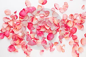 Valentine`s Day. Rose flowers petals on white background. Valentines day background. Flat lay, top view, copy space