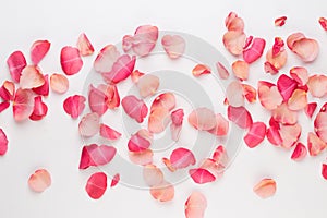 Valentine`s Day. Rose flowers petals on white background. Valentines day background. Flat lay, top view, copy space