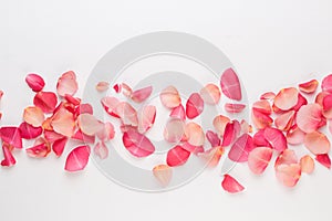 Valentine`s Day. Rose flowers petals on white background. Valentines day background. Flat lay, top view, copy space