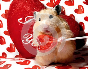 Valentine's Day syrian hamster