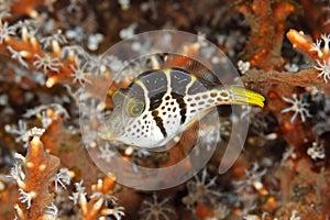 Valentine`s Sharpnosed Puffer, Canthigaster valentini