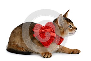Día de San Valentín tema gatito corazón rojo 