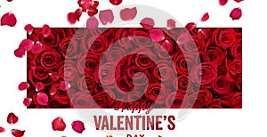 Red roses and petal on white background with Valentine greetings text heart symbol template banner