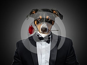 Valentines Appenzeller Mountain dog in love holding a rose with mouth, in a suit looks, isolated on black background