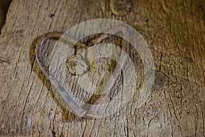 Valentines Background, Heart wood, Valentine