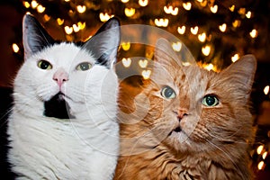 Valentines Cats