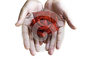 Valentines Concept,red rose