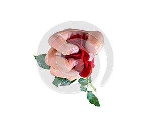 Valentines Concept,red rose