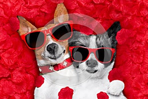 Valentines couple of dogs in love