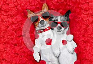 Valentines couple of dogs in love