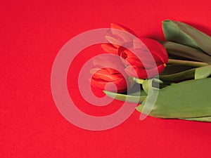 Valentines day backgound with red tulips, monochrome greeting card