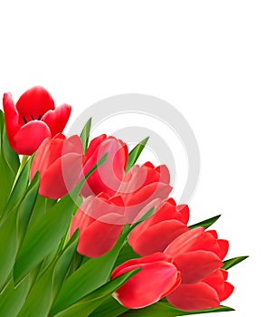 Valentines day background. Beautiful tulip flowers