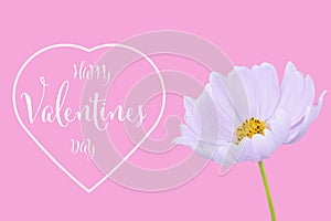 Valentines day background with cosmos flower isolated on pink background