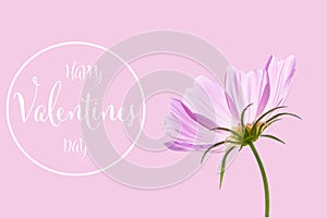 Valentines day background with cosmos flower isolated on pink background