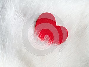 Valentines day background with red heart on white cat hair. Valentines day card. Love and Valentine concept