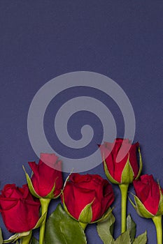 Valentines day background, seamless navy blue background with red rose border, free copy text space