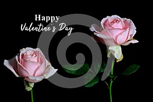 Valentines Day card greeting with beautiful two pink roses blossom on black background.  Mothers day text message with flowers.