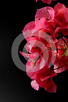 Valentines Day concept - pink bougainvillea flowers on black