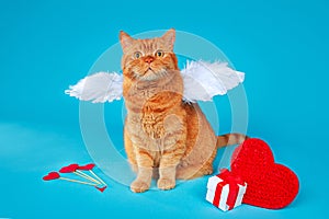 Valentines Day concept. Portrait of ginger british cat with angel white wings on blue background