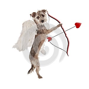 Valentines Day Cupid Dog