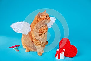 Valentines Day Cupid. Portrait of ginger british cat with angel white wings on blue background