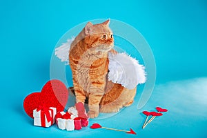 Valentines Day Cupid. Portrait of ginger british cat with angel white wings on blue background