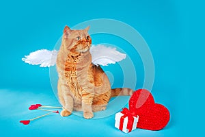 Valentines Day Cupid. Portrait of ginger british cat with angel white wings looking away on blue background