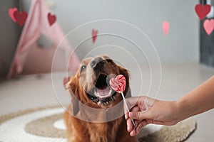 Valentines day dog banner A Golden Retriever breed licks a heart shaped lollipop