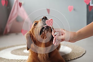 Valentines day dog banner A Golden Retriever breed licks a heart shaped lollipop