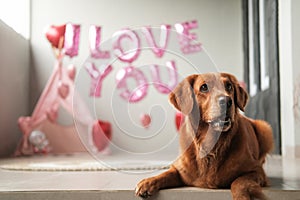 Valentines Day dog lies on a background of balloons in the shape of hearts