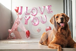 Valentines Day dog lies on a background of balloons in the shape of hearts