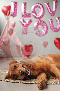 Valentines Day dog lies on a background of balloons in the shape of hearts