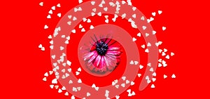 Valentines Day. Gerbera flower on a red background with heart shaped sweet confetti. Holiday concept. Holiday concept