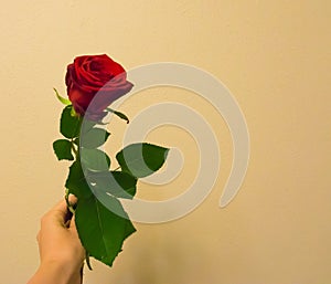 Valentines day a hand holding and giving a red rose with space to write what you want on a colored and textured backgroun