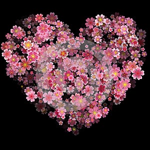 Valentines Day Heart Made of Cherry Flowers Isolated on Black Ba