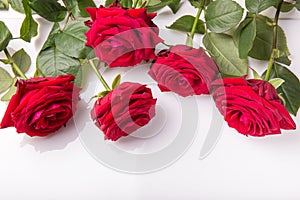 Valentines day holiday composition, ornament. Festive creative pattern, red roses, hearts and ribbon on white background