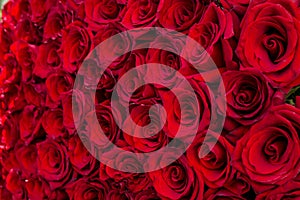 Valentines Day and love concept. Natural red roses background