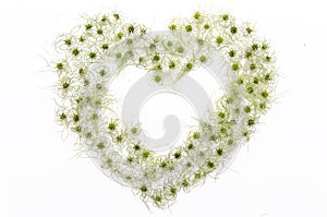 Valentines day mock up clematis vitalba isolated flat lay, top view. Funny hairy seeds in the shape of a heart. Love