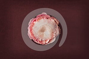 Valentínsky novorodeniatko kvetina posteľ biely ružový srdce na burgundské pozadie 