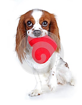 Valentines day photo. Dog with hear. Puppy with plush sof heart. Valentine`s day spaniel. Puppy love. Cute king charles