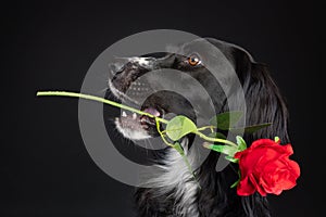 Valentines day portrait of a black dog presenting a red rose with her mouth.